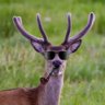 The Exploding Deer 2