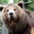 Bill Bear