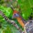 HOATZIN
