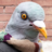 ThePigeon