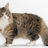 BEAMED-CAT