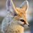 Foxxo