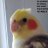 Jesus The Birb