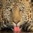 MR.Tiger 2