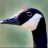Sodomy Goose