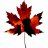 Mat The Canadian