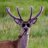 The Exploding Deer 2