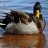 Communist Duck