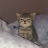 Kitty<>Shy