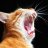awsomekittiez98