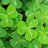 Clover2