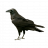 Lae μeu