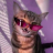 canned_cat4real