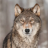 Petit Loup 985